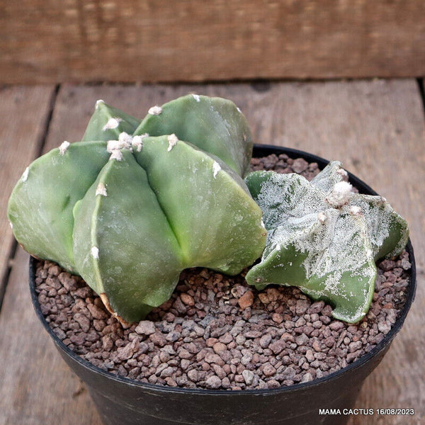 ASTROPHYTUM MYRIOSTIGMA