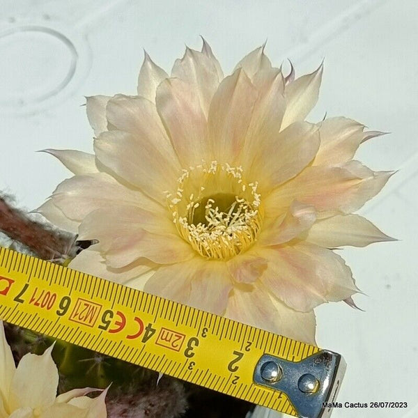 Flower  MaMa Cactus