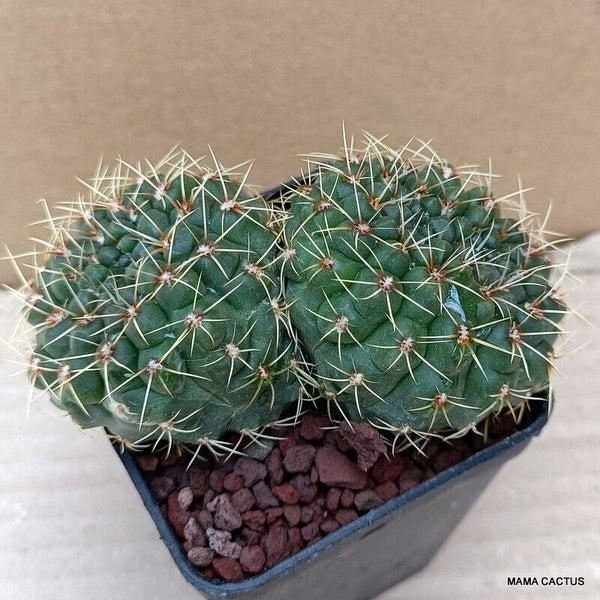 GYMNOCALYCIUM BALDIANUM CRESTED