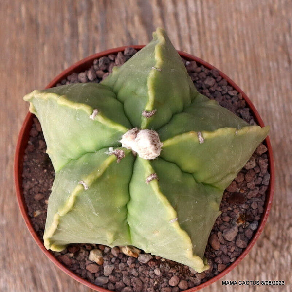 ASTROPHYTUM MYRIOSTIGMA FUKURYU