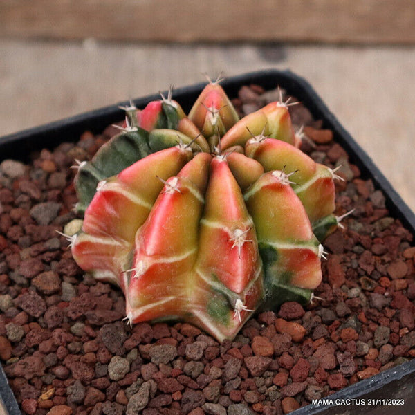 GYMNOCALYCIUM BALDIANUM VARIEGATED