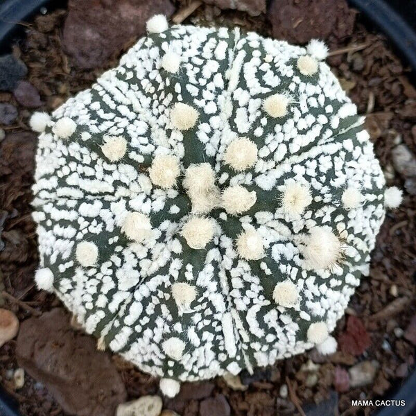 ASTROPHYTUM SUPER KABUTO