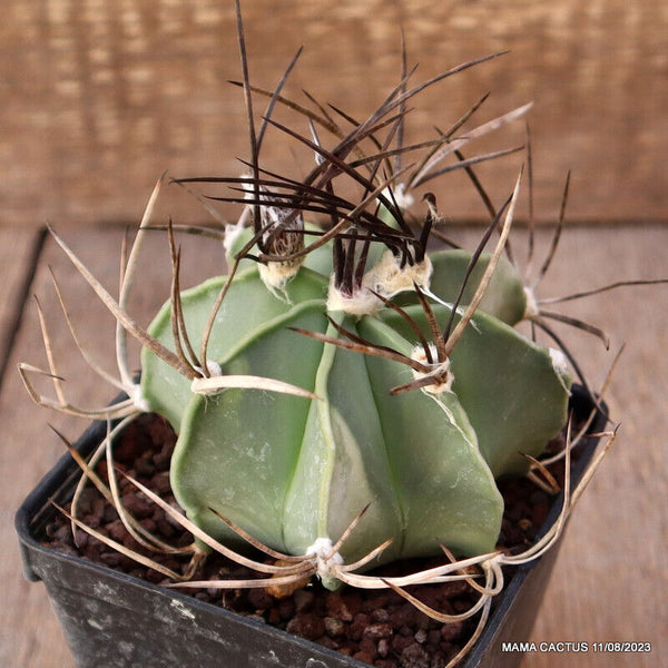 ASTROPHYTUM CRASSISPINUM NUDUM