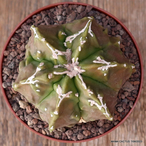 ASTROPHYTUM MYRIOSTIGMA FUKURYU BALL FORM