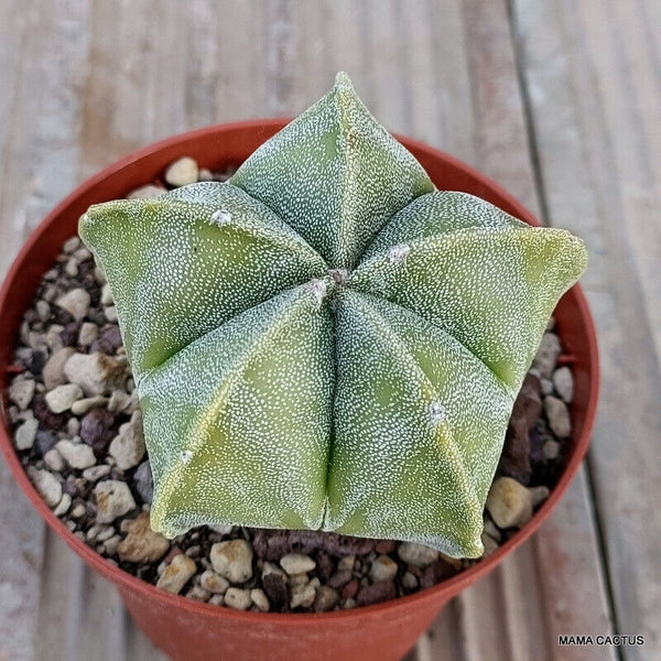 ASTROPHYTUM MYRIOSTIGMA