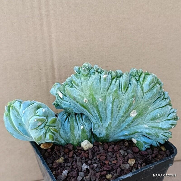 MYRTILLOCACTUS GEOMETRIZANS CRESTED