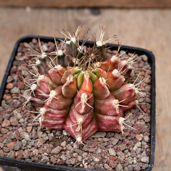 GYMNOCALYCIUM MIHANOVICHII VARIEGATED