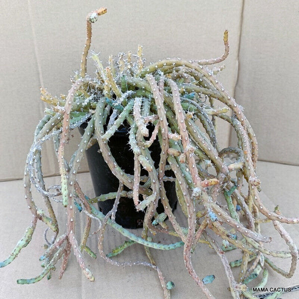 EUPHORBIA DEBILISPINA