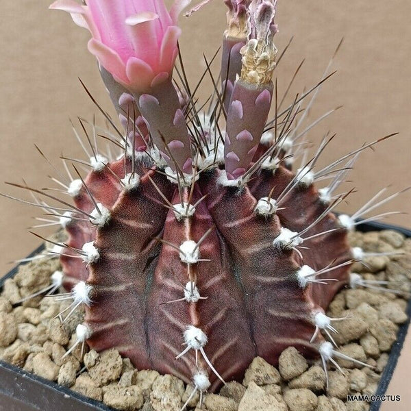 GYMNOCALYCIUM MIHANOVICHII