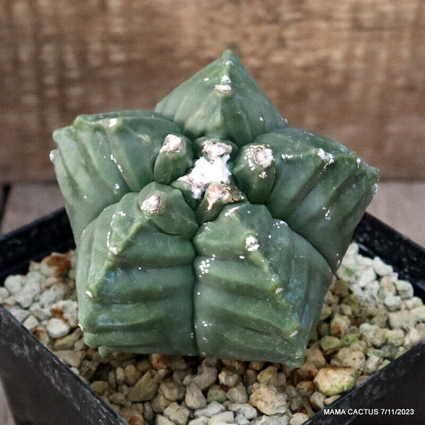 ASTROPHYTUM MYRIOSTIGMA KIKKO GRAFTED