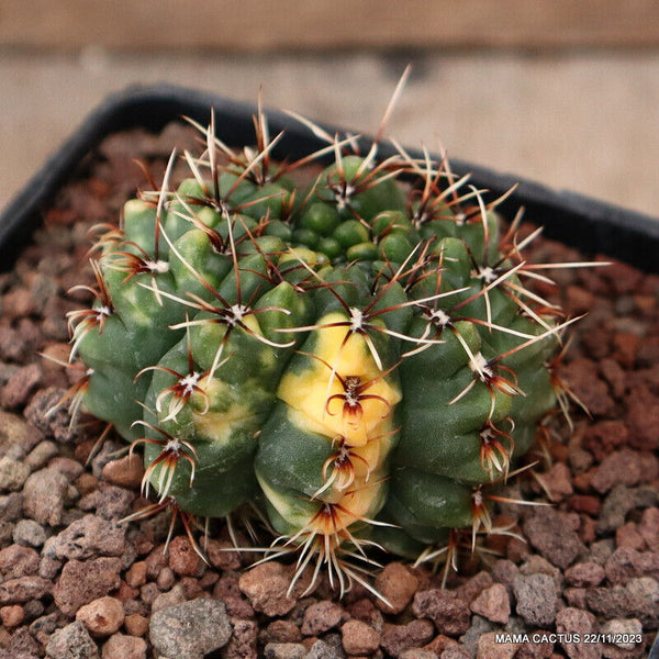 GYMNOCALYCIUM BALDIANUM VARIEGATED