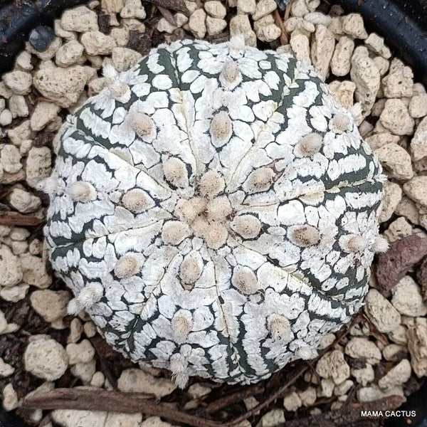 ASTROPHYTUM SUPER KABUTO SNOW