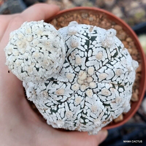 ASTROPHYTUM SUPER KABUTO V TYPE GRAFT