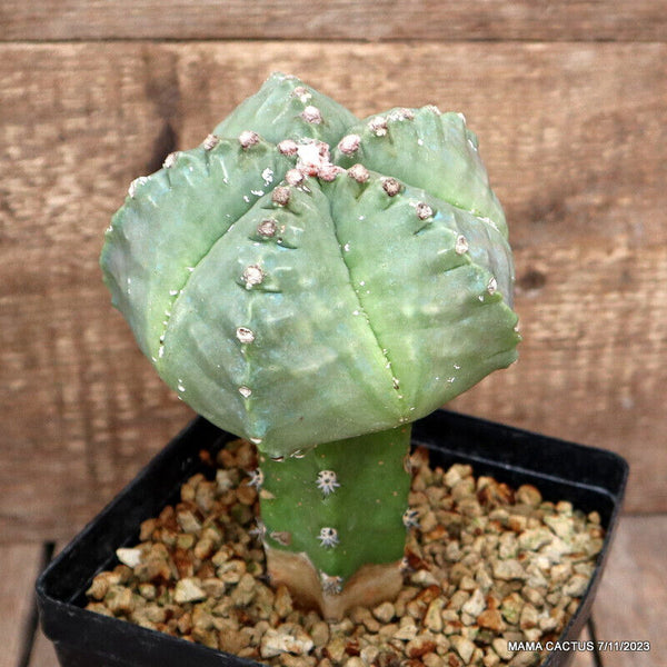 ASTROPHYTUM MYRIOSTIGMA KIKKO GRAFTED
