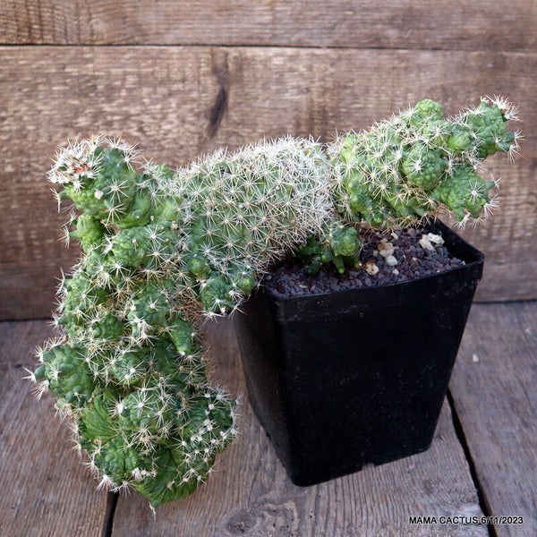 MAMMILLARIA BOCASANA MONSTER CRESTED GRAFTED