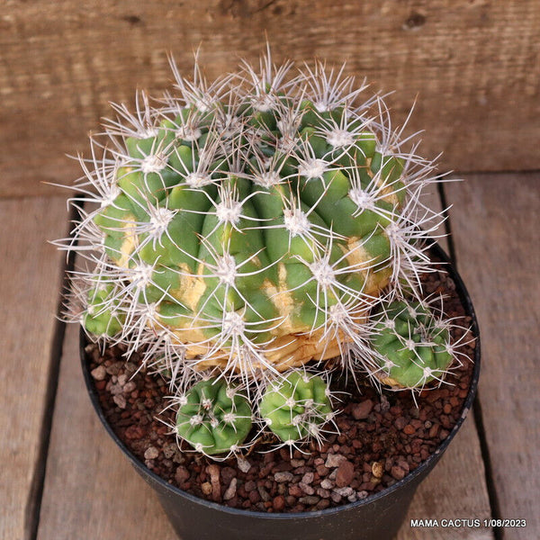 GYMNOCALYCIUM ACHIRASENSE