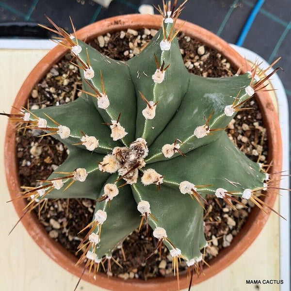 ASTROPHYTUM ORNATUM VERY OLD
