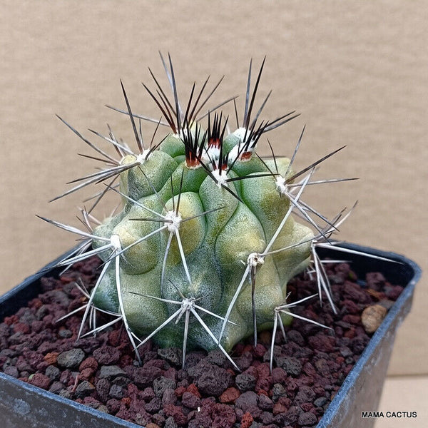 COPIAPOA HUMILIS LONGISPINA VARIEGATED
