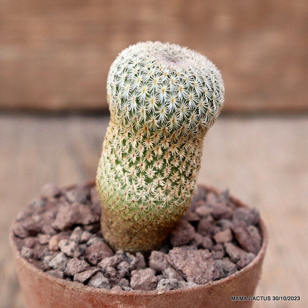 EPITHELANTHA GREGGII