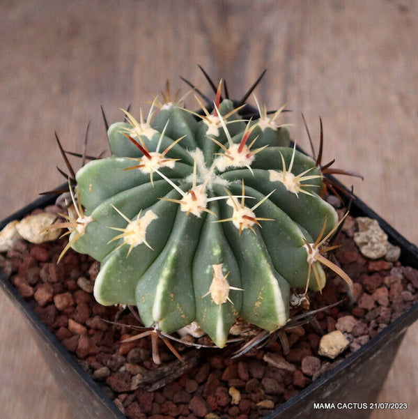 FEROCACTUS LATISPINUS V. SPIRALIS
