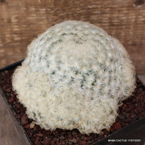 MAMMILLARIA PLUMOSA