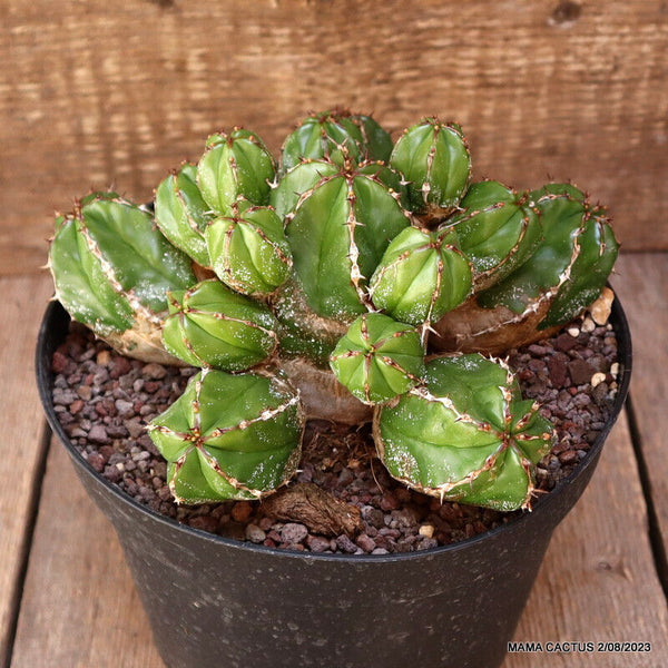 EUPHORBIA HANDIENSIS