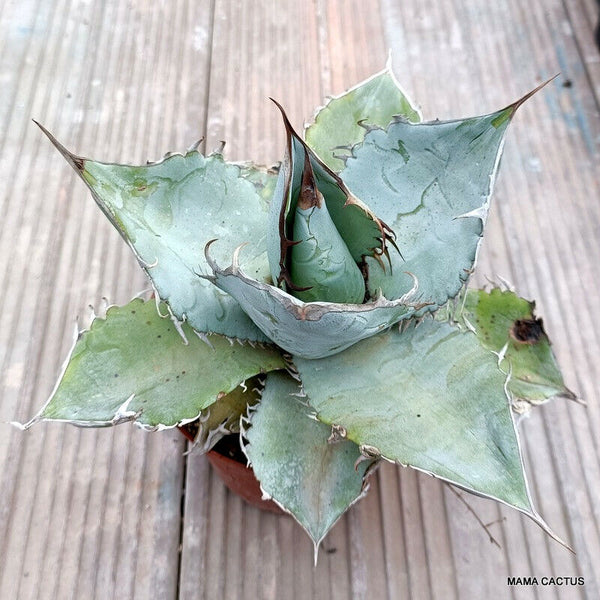AGAVE TITANOTA WHITE ICE