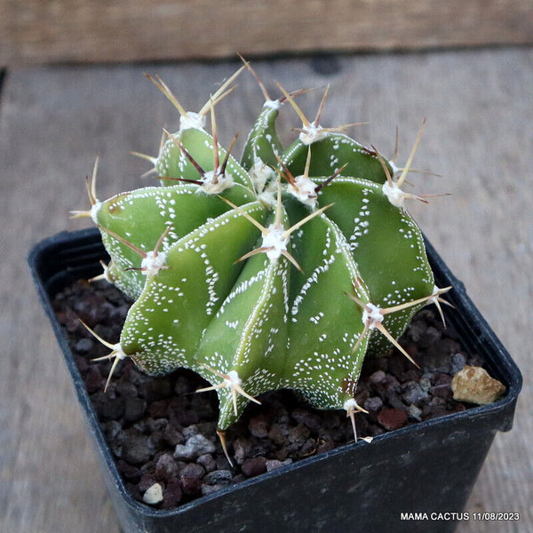 ASTROPHYTUM ORNATUM