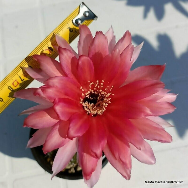 Flower  MaMa Cactus