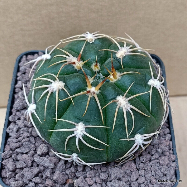GYMNOCALYCIUM DENUDATUM