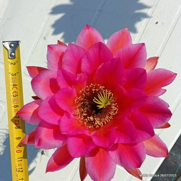 Flower  MaMa Cactus