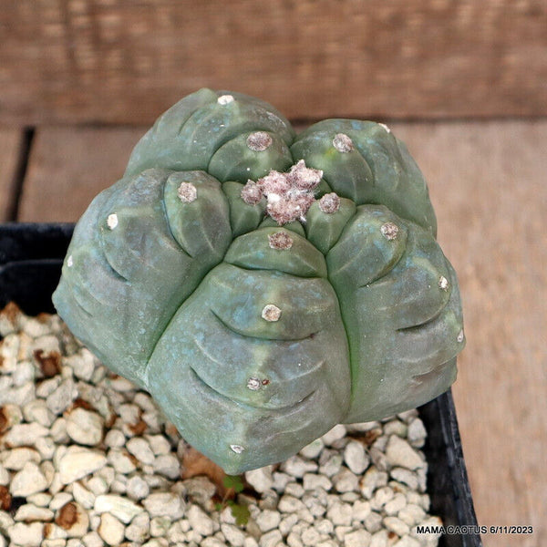 ASTROPHYTUM MYRIOSTIGMA KIKKO BALL GRAFTED