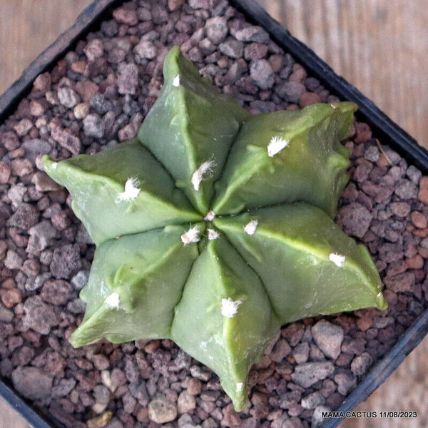 ASTROPHYTUM MYRIOSTIGMA FUKURYU X KIKKO