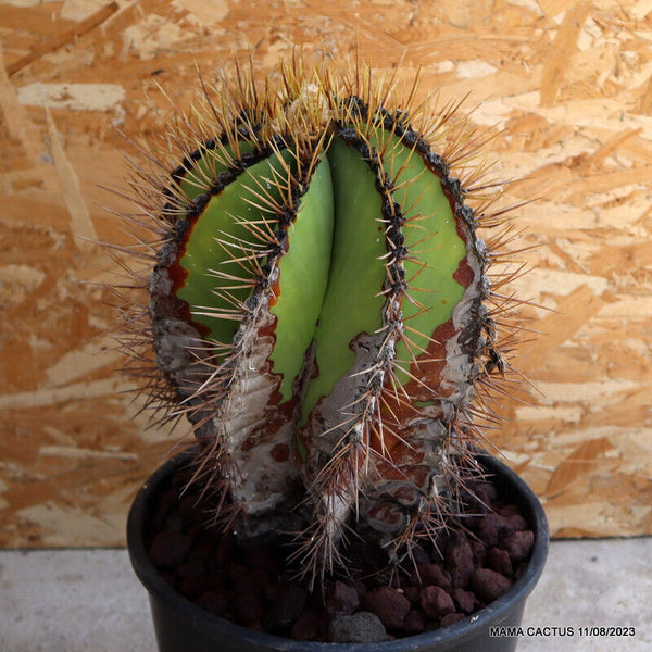 ASTROPHYTUM ORNATUM VERY OLD