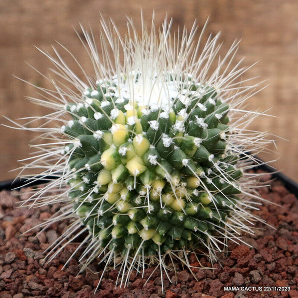 MAMMILLARIA SPINOSISSIMA UNPICO VARIEGATED