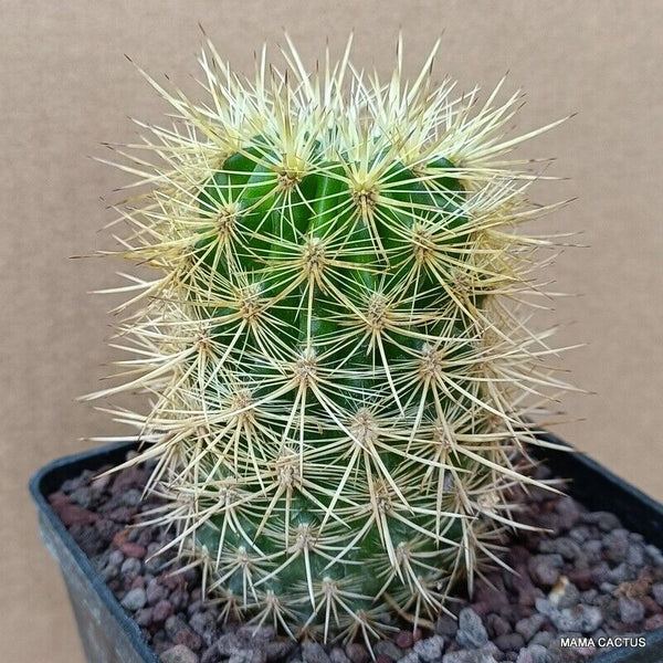 NEOPORTERIA HYBRID