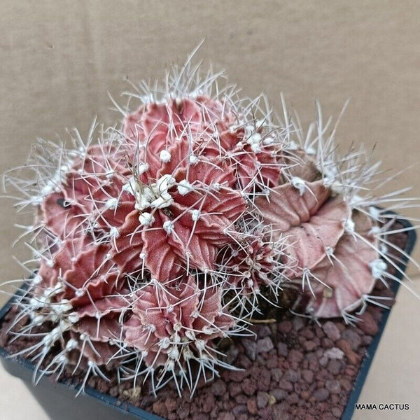 GYMNOCALYCIUM MIHANOVICHII