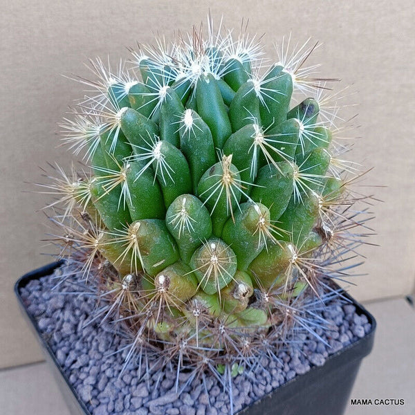A7633 THELOCACTUS CONOTHELOS pot 12 cm H 13 cm W 10 cm MaMa Cactus