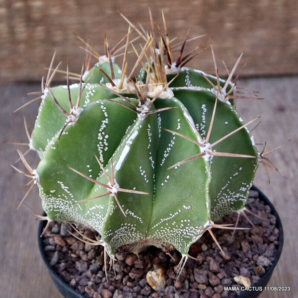 ASTROPHYTUM ORNATUM NUDUM