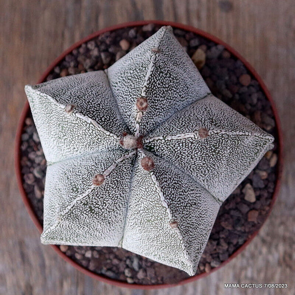 ASTROPHYTUM MYRIOSTIGMA ONZUKA