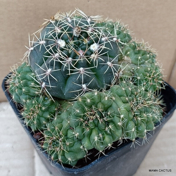 GYMNOCALYCIUM BALDIANUM CRESTED