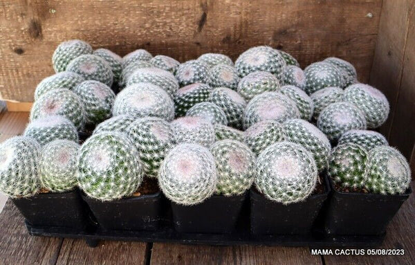 15 X MAMMILLARIA CANDIDA