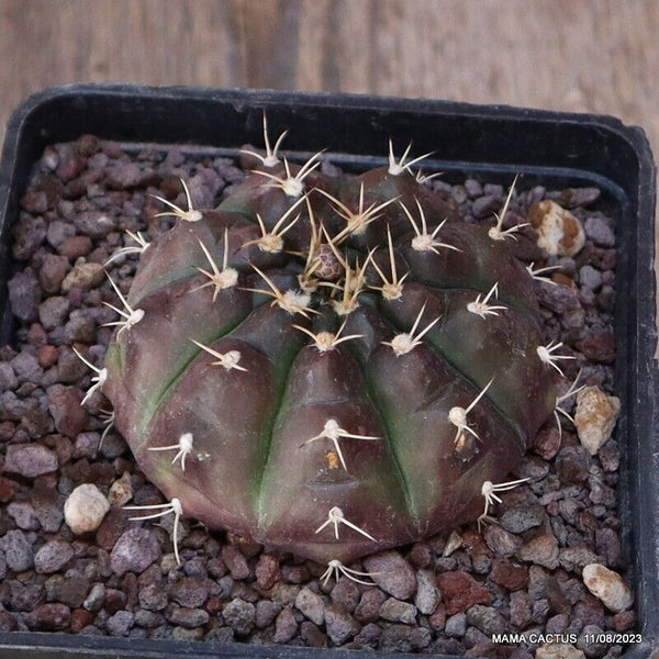 GYMNOCALYCIUM MIHANOVICHII