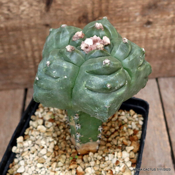 ASTROPHYTUM MYRIOSTIGMA KIKKO GRAFTED