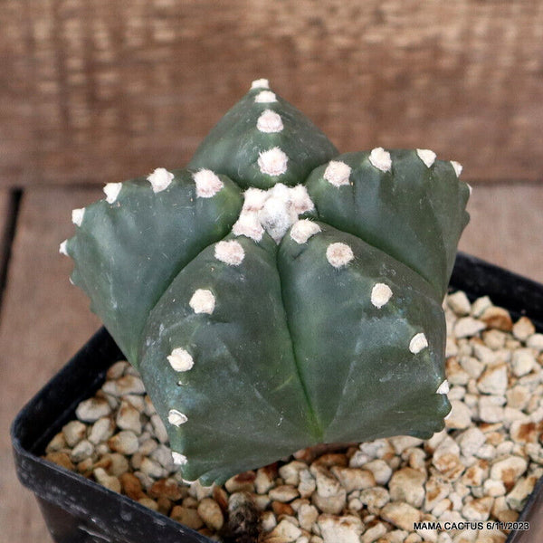 ASTROPHYTUM MYRIOSTIGMA KIKKO GRAFTED