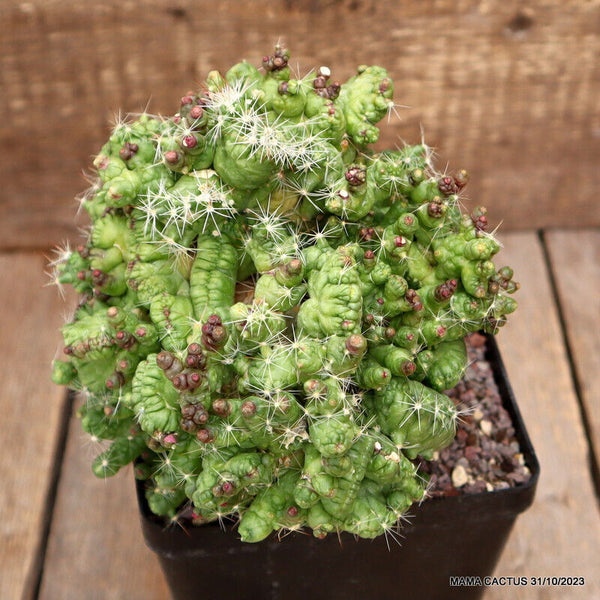 MAMMILLARIA BOCASANA MONSTER GRAFTED