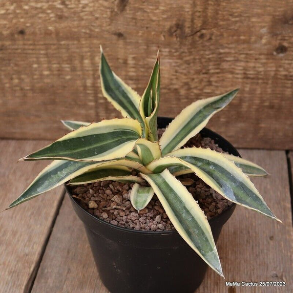 AGAVE LOPHANTHA TRICOLOR