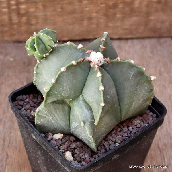 ASTROPHYTUM MYRIOSTIGMA KIKKO