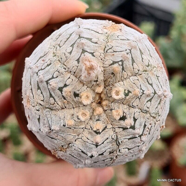 ASTROPHYTUM SUPER KABUTO V TYPE GRAFT