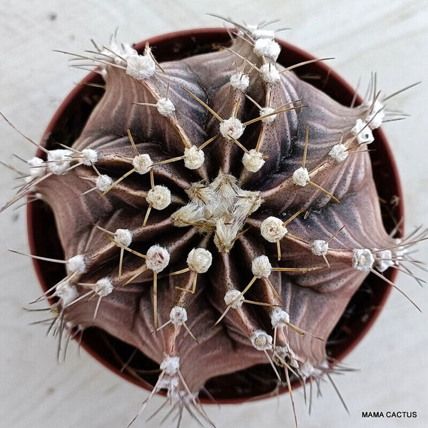 GYMNOCALYCIUM MIHANOVICHII VARIEGATED